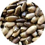 Одним из компонентов средства Гепаклин для печения является вытяжка из семян расторопши