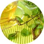 Одним из компонентов капель Бактефорт от паразитов является экстракт березовых листьев