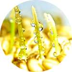 В состав Нано-ботокса входят гидролизованные протеины пшеницы