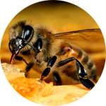 Пчелиный яд - один из компонентов крема Венорем от варикоза